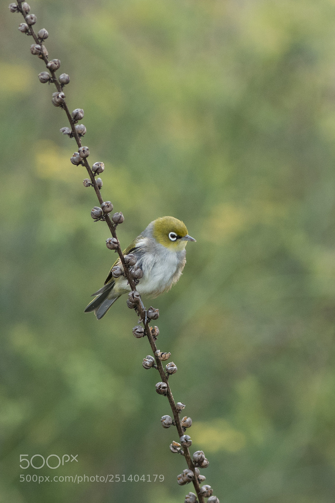 Nikon D500 sample photo. Silver eye photography