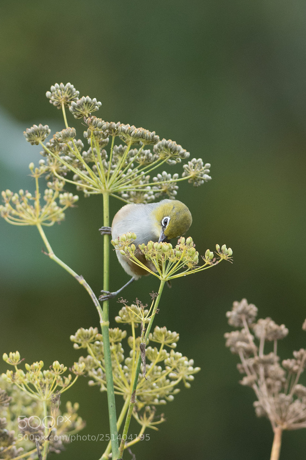 Nikon D500 sample photo. Silver eye photography