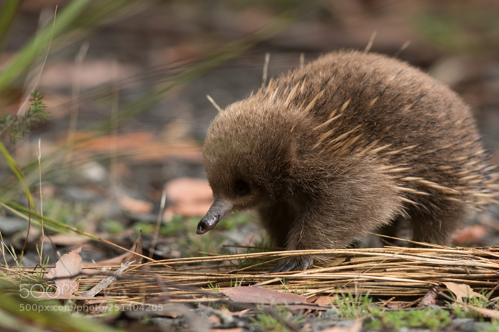 Nikon D500 sample photo. Echidna photography