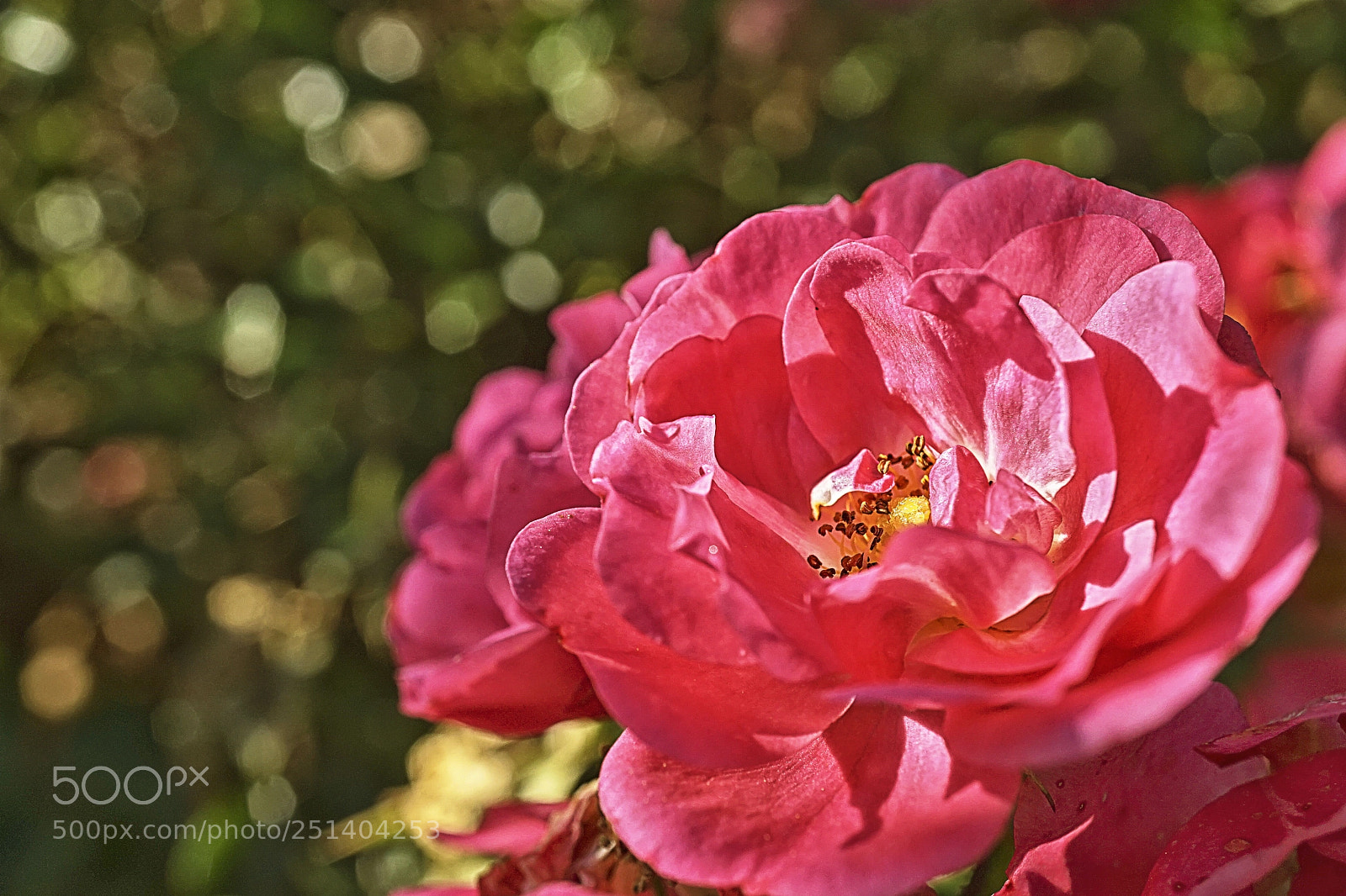 Sony a7 sample photo. 00437.jpg photography