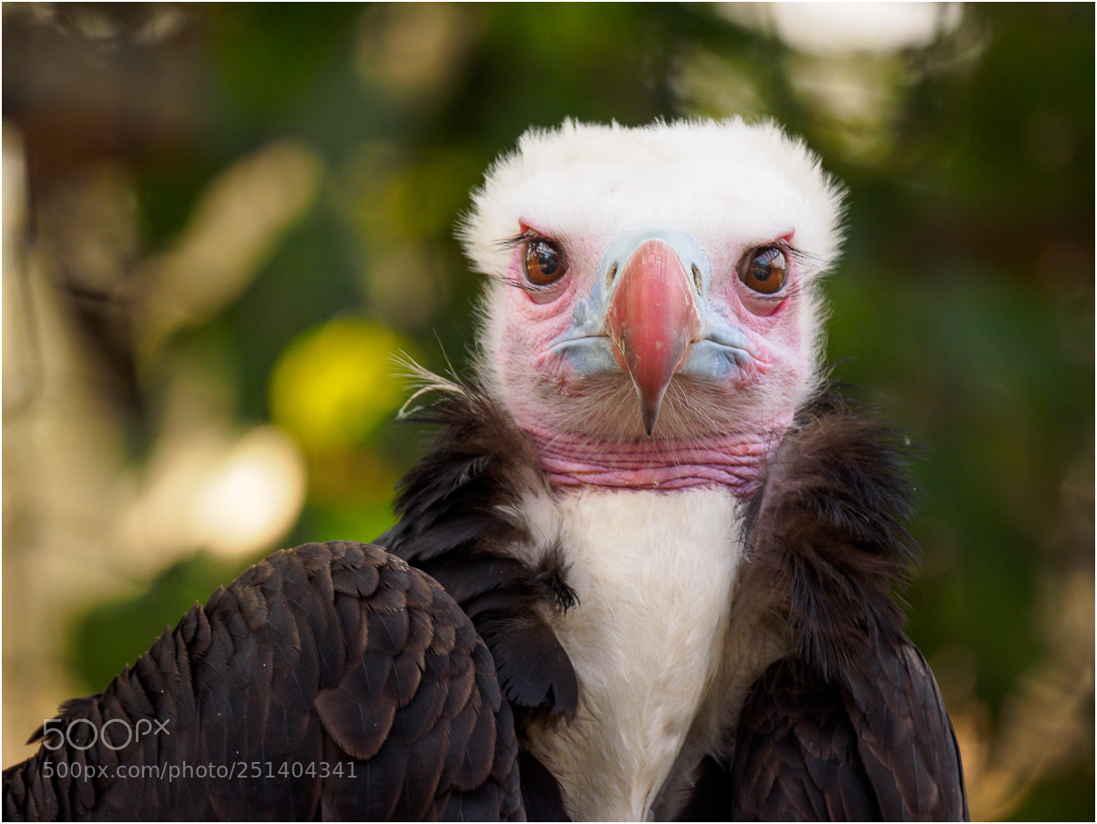 Olympus OM-D E-M1 sample photo. White headed vulture photography
