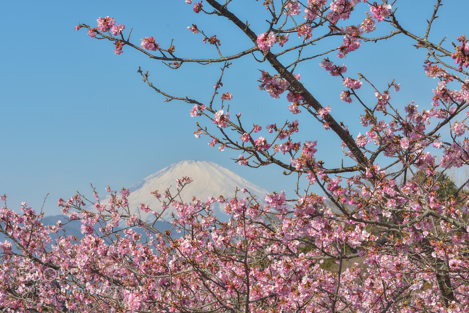 Nikon D7200 sample photo. Sakura＆fuji2 photography