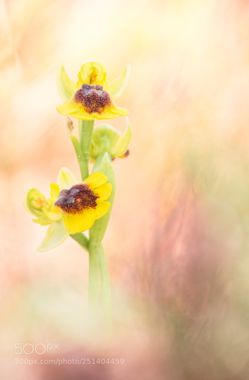Fujifilm X-T10 sample photo. Ophrys lutea 18´ photography