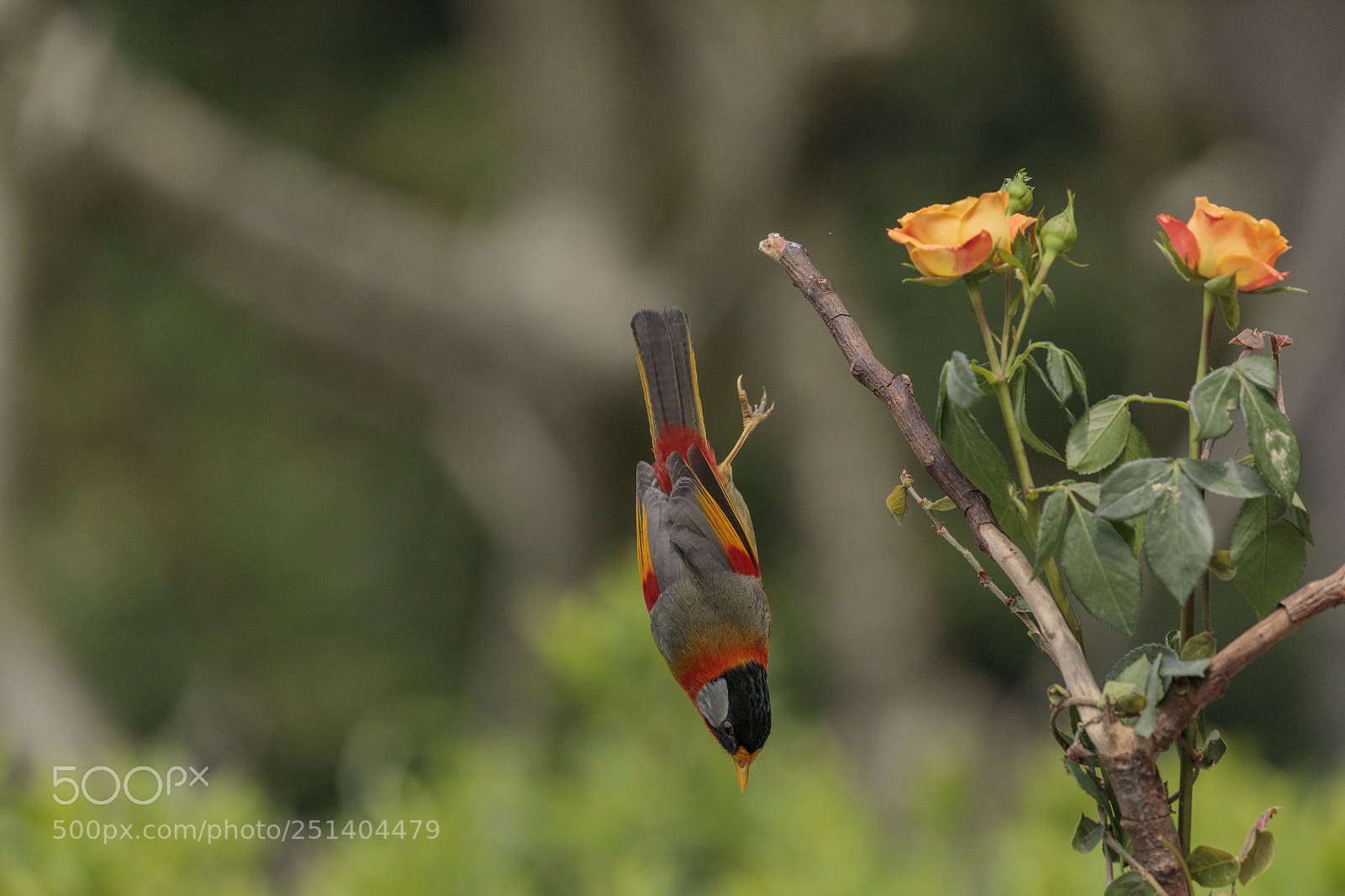 Canon EOS 5D Mark IV sample photo. Leiothrix argentauris photography