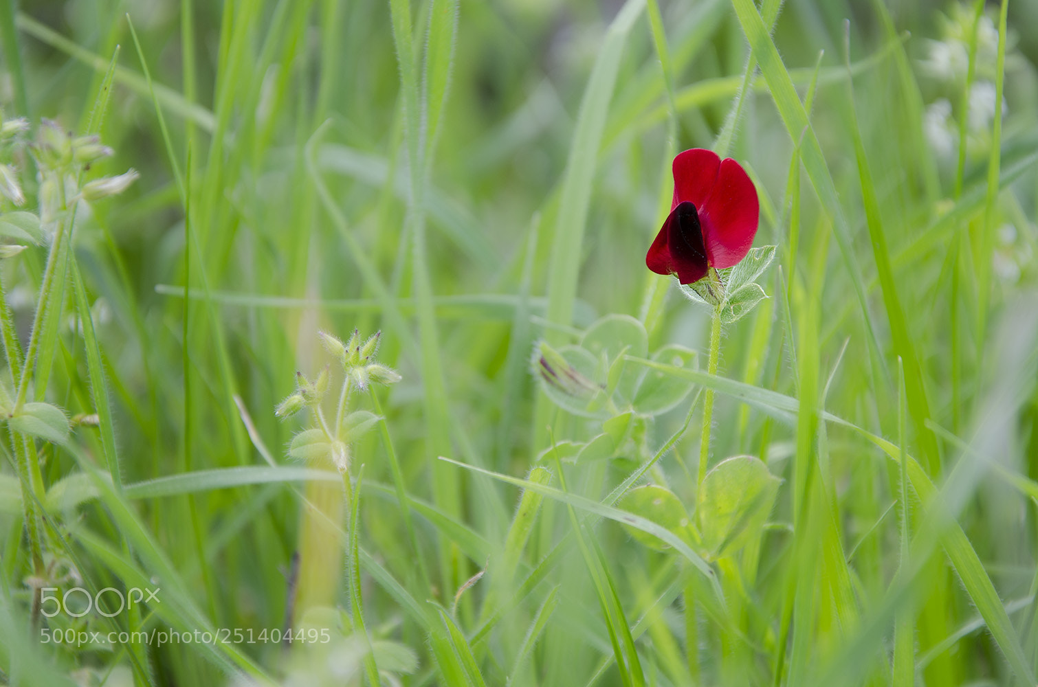 Nikon D7000 sample photo. Absorbed by nature photography