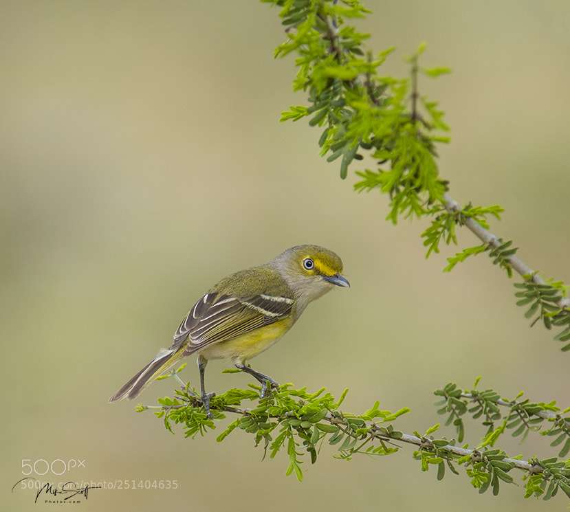 Nikon D500 sample photo. Vireo photography