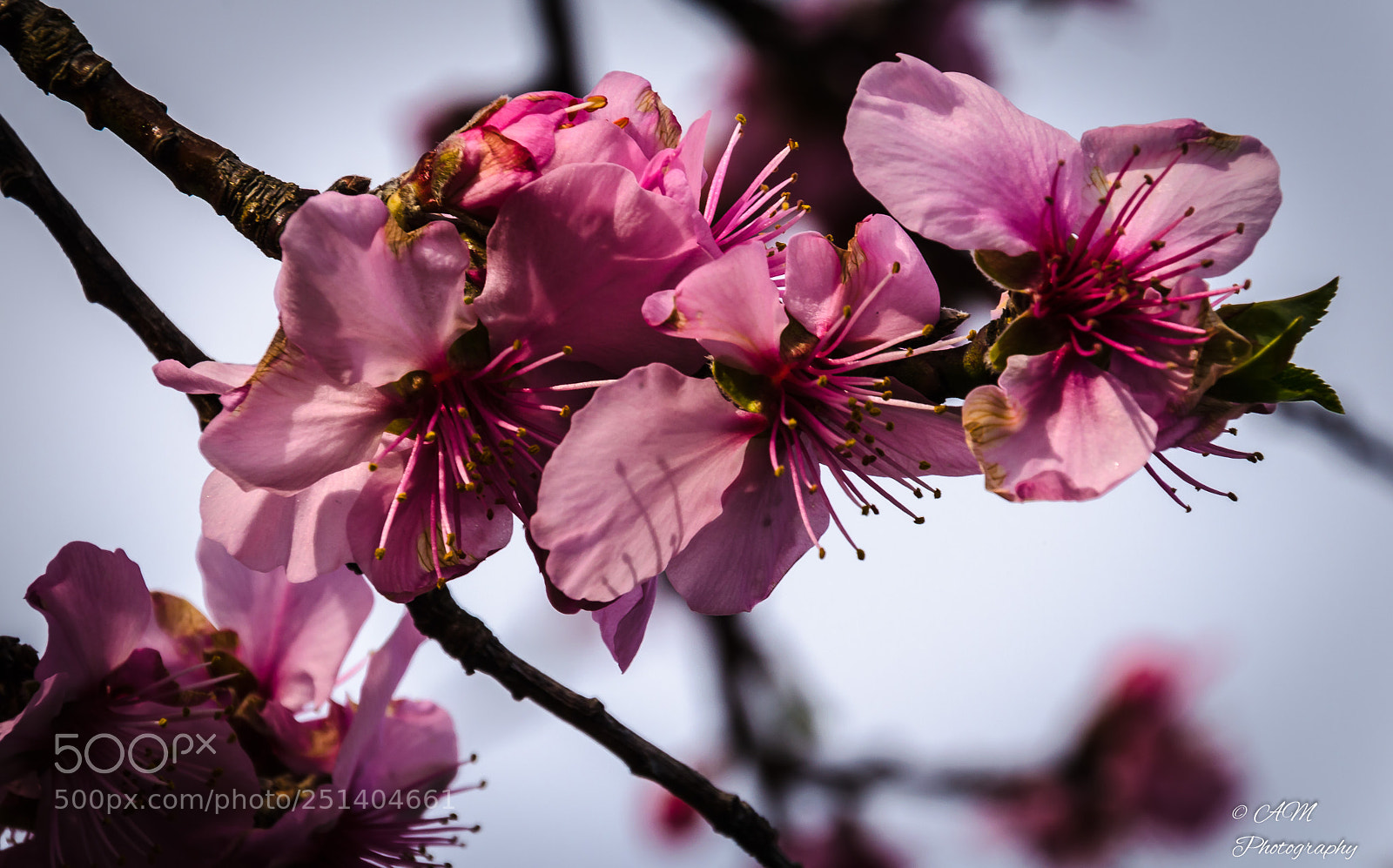 Nikon D5100 sample photo. Bl te vom mandelbaum photography