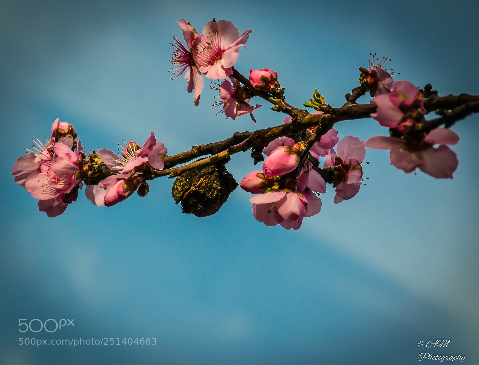 Nikon D5100 sample photo. Mandelbaum (prunus dulcis) photography