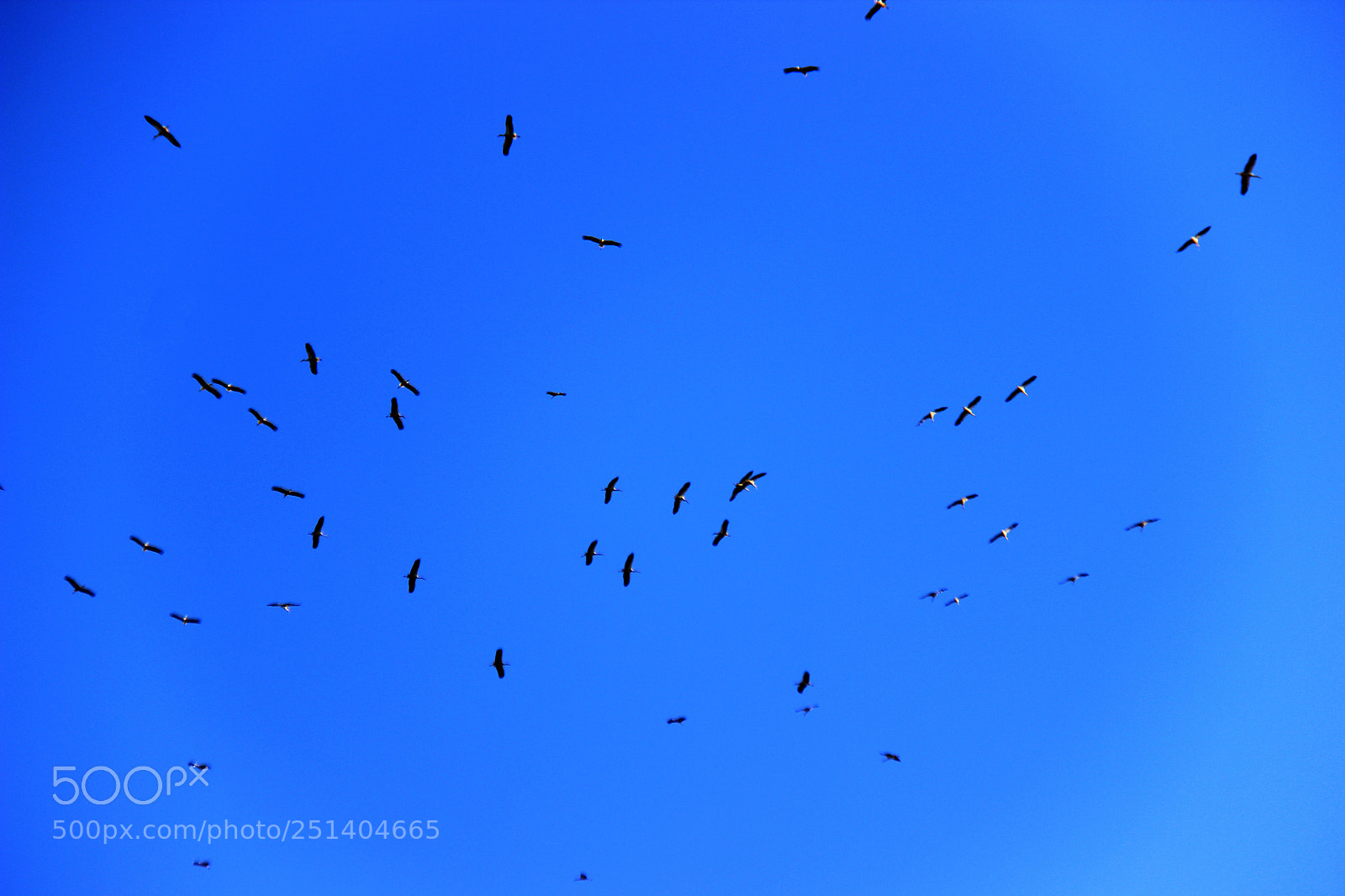 Canon EOS 600D (Rebel EOS T3i / EOS Kiss X5) sample photo. Freedom ♥ photography