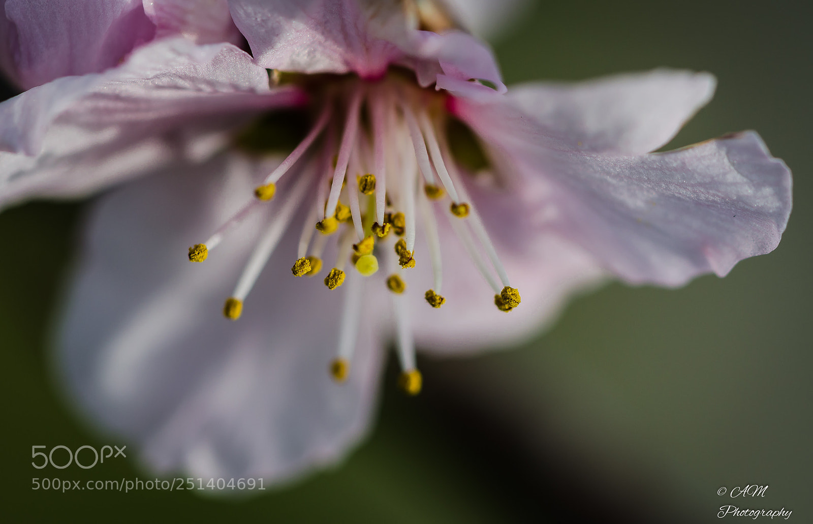 Nikon D5100 sample photo. Bl te vom madelbaum photography