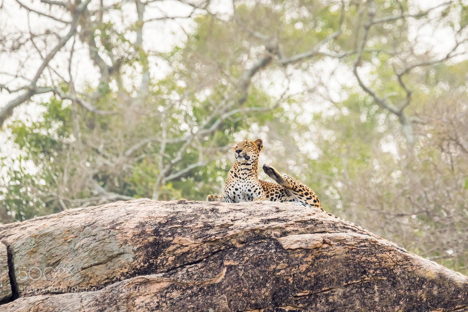 Sony a99 II sample photo. Sri lankan leopard photography