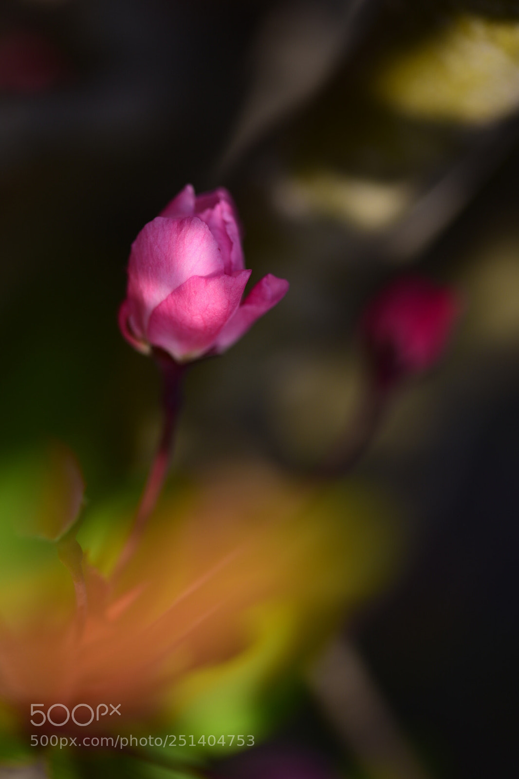 Nikon D810 sample photo. Hall's crabapple photography