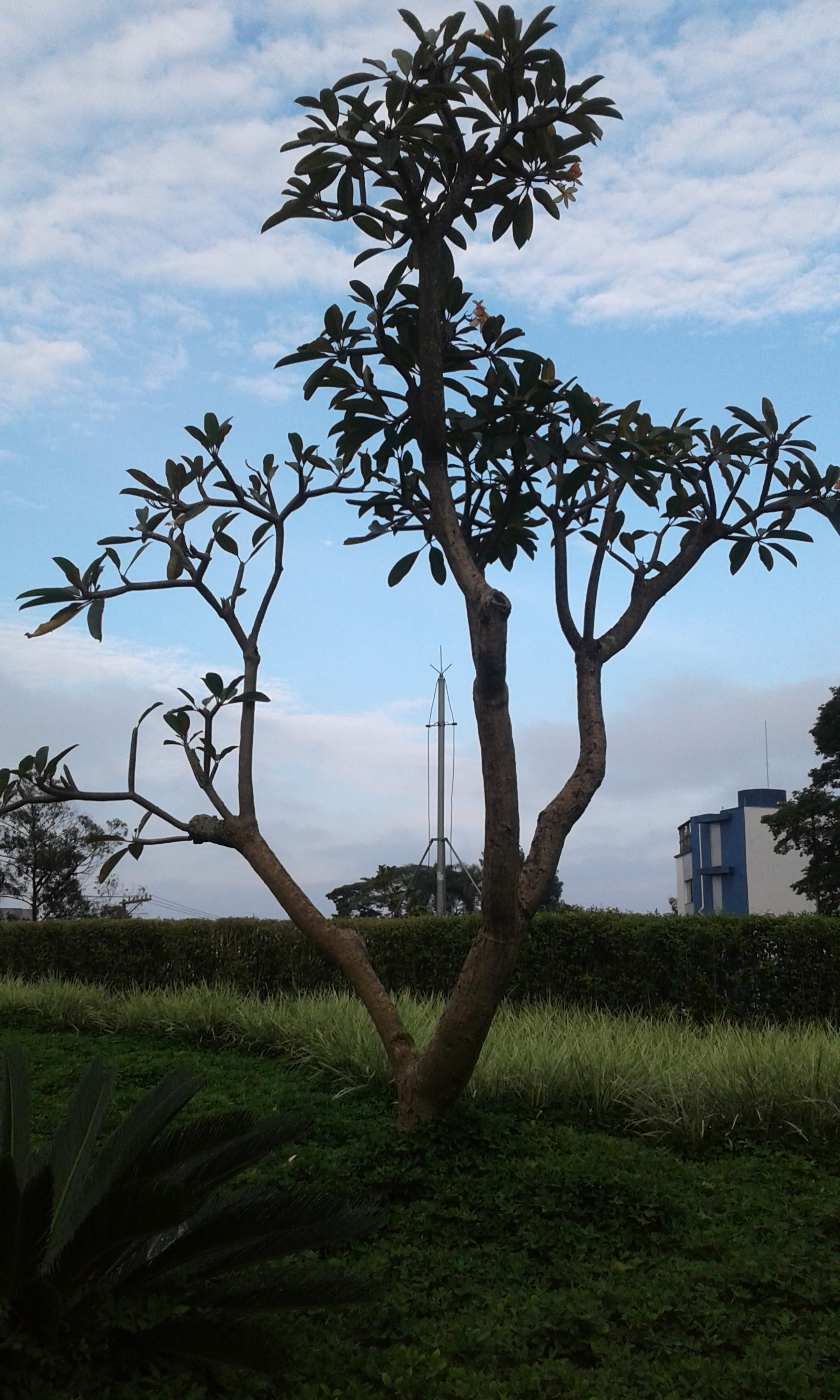 Samsung Galaxy J1(2016) sample photo