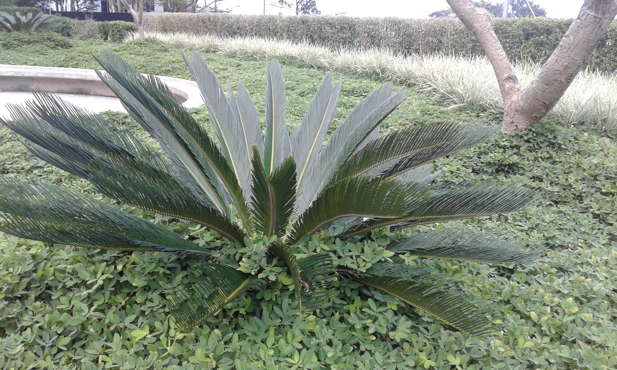 Samsung Galaxy J1(2016) sample photo