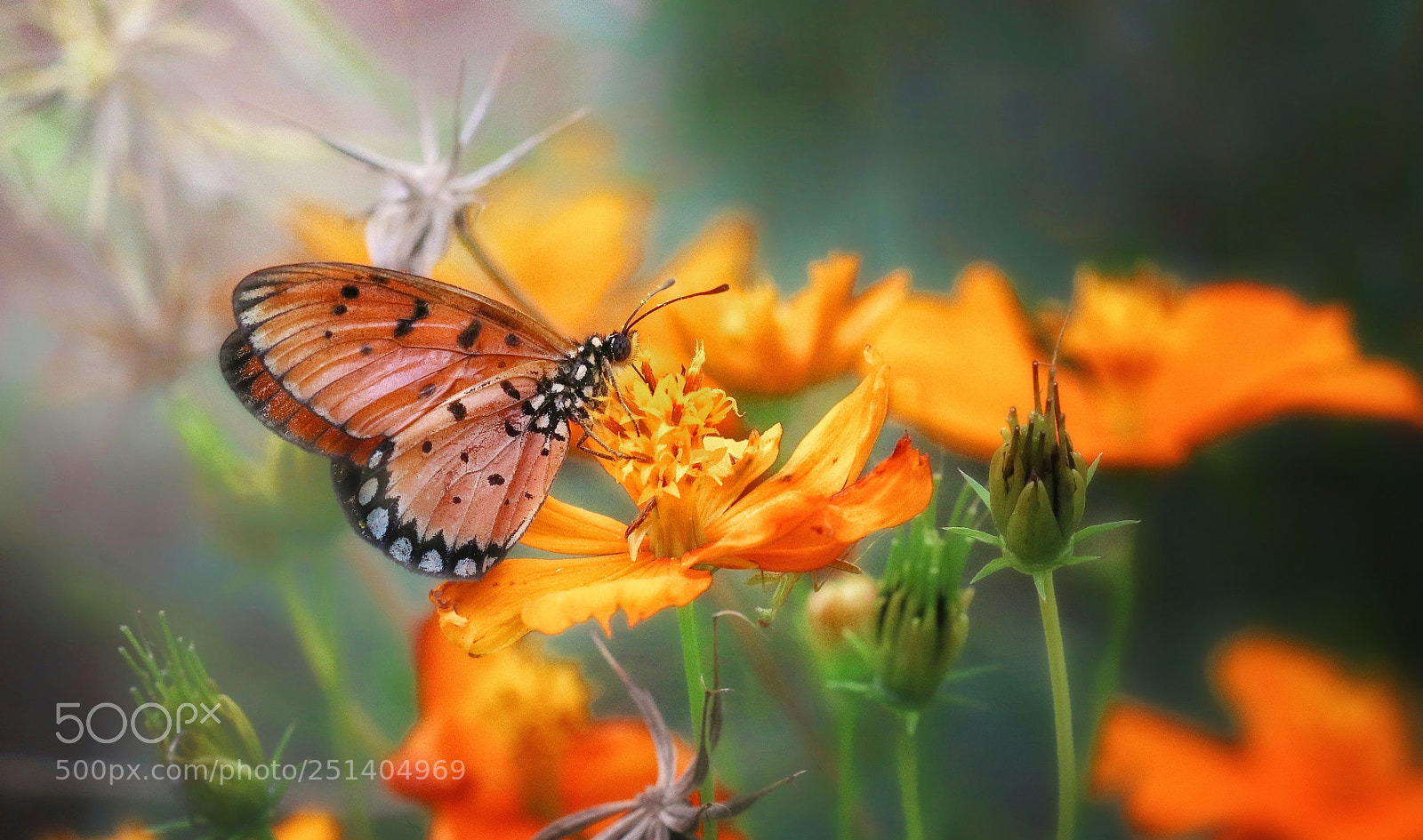 Canon EOS 70D sample photo. Wild macro photography