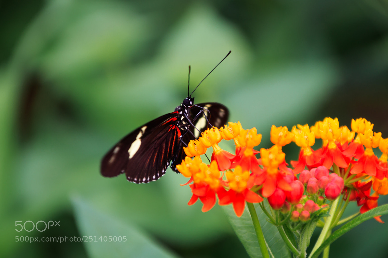 Canon EOS 1300D (EOS Rebel T6 / EOS Kiss X80) sample photo. Butterfly flower photography