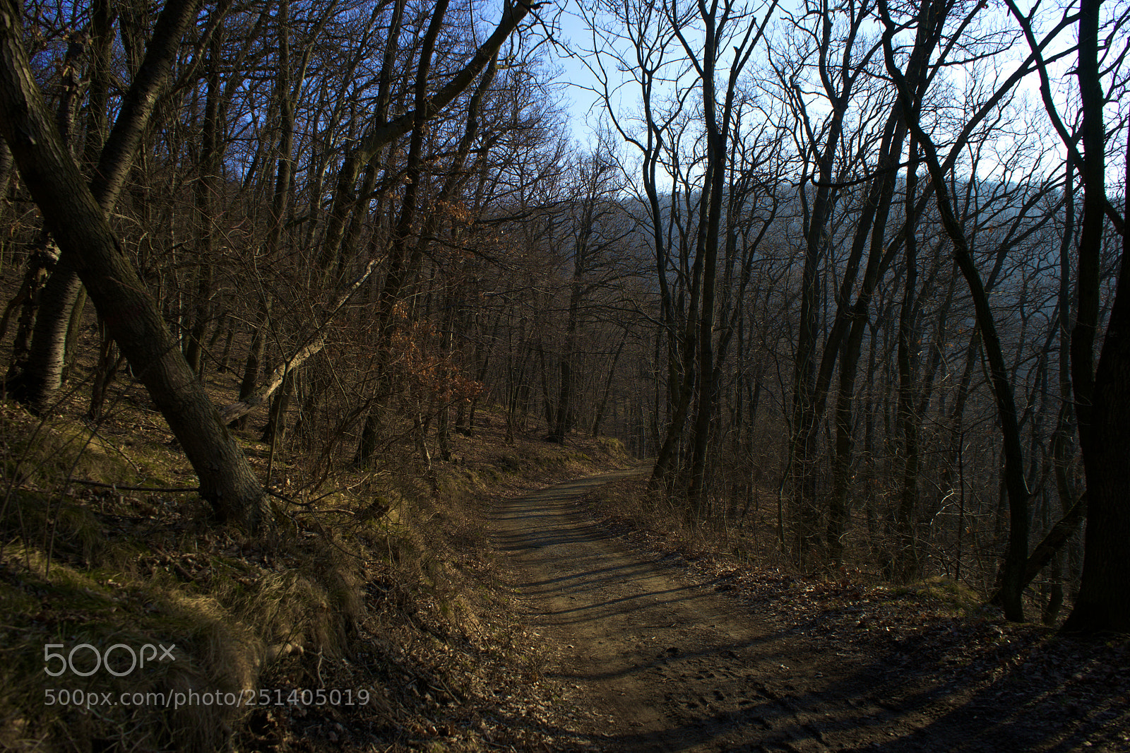 Sony a7 sample photo. Early mornng into forest photography