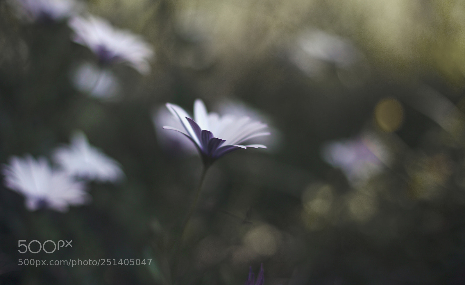 Canon EOS 6D + Canon EF 50mm F1.4 USM sample photo. Emerging... photography