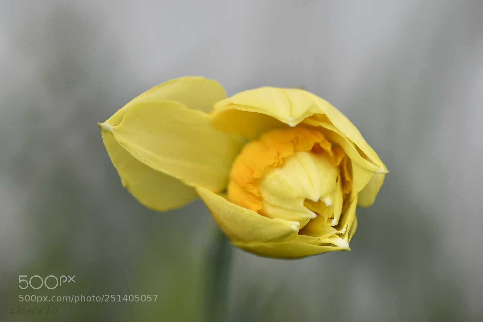 Nikon D5500 sample photo. Happy easter ! photography