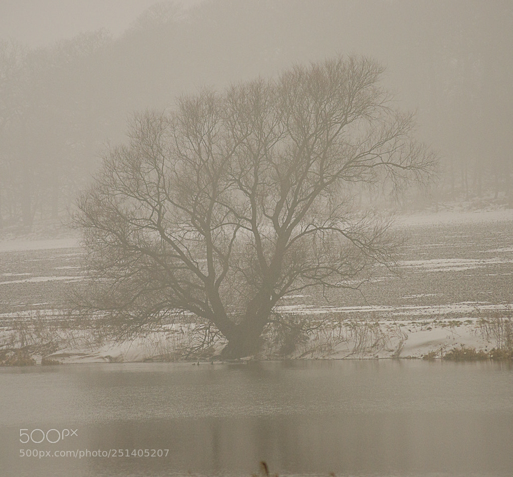 Nikon D7000 sample photo. Tree photography