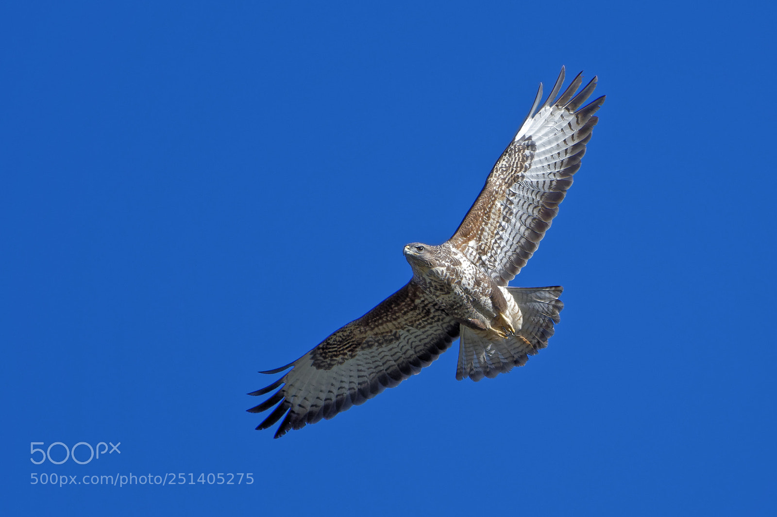 Nikon AF-S Nikkor 200-500mm F5.6E ED VR sample photo. Uk common buzzard photography