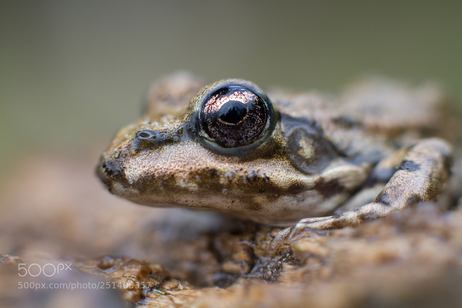 Canon EOS 7D sample photo. Eurasian marsh frog photography