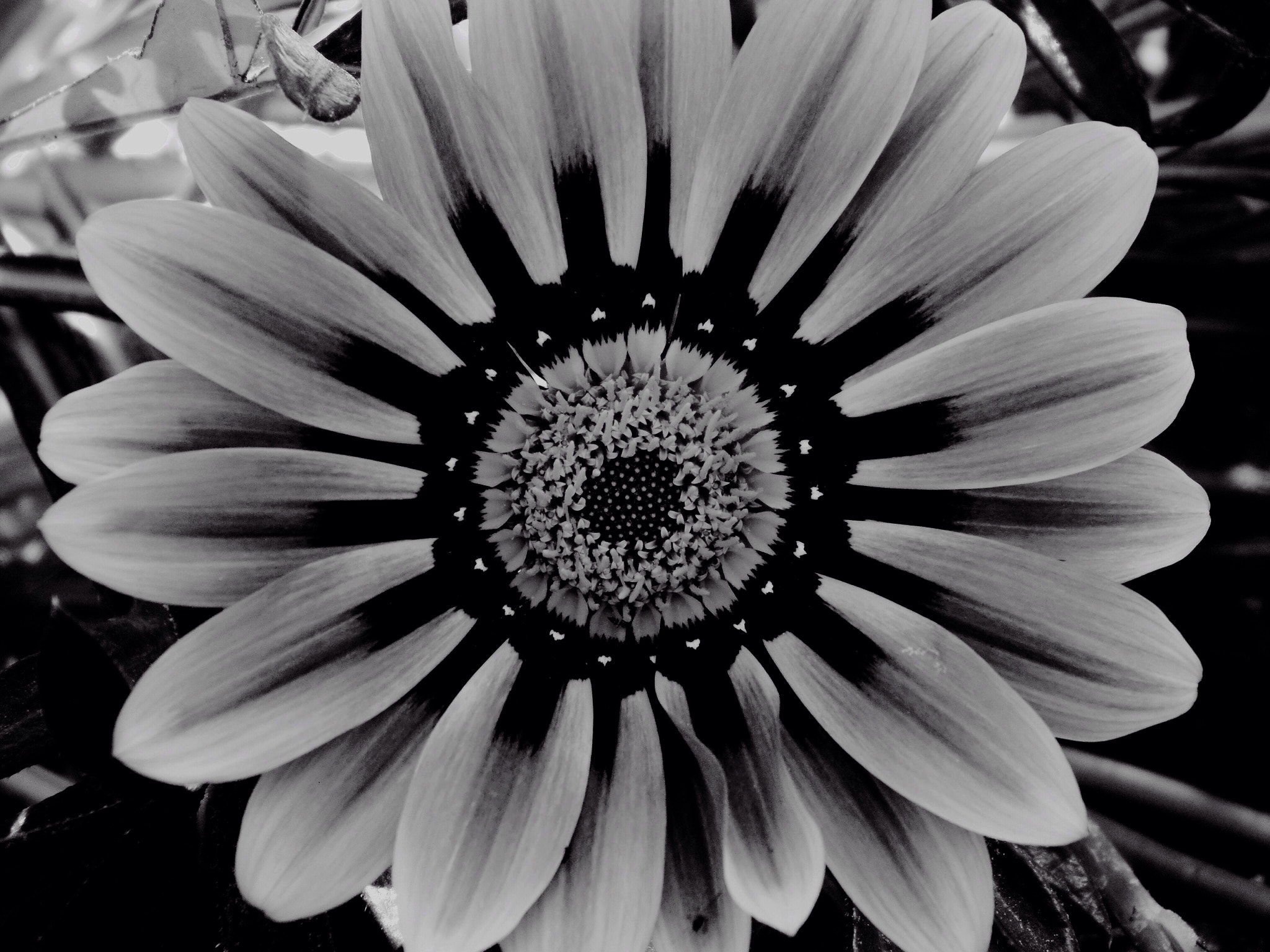 Olympus SP-810UZ sample photo. Gazania photography