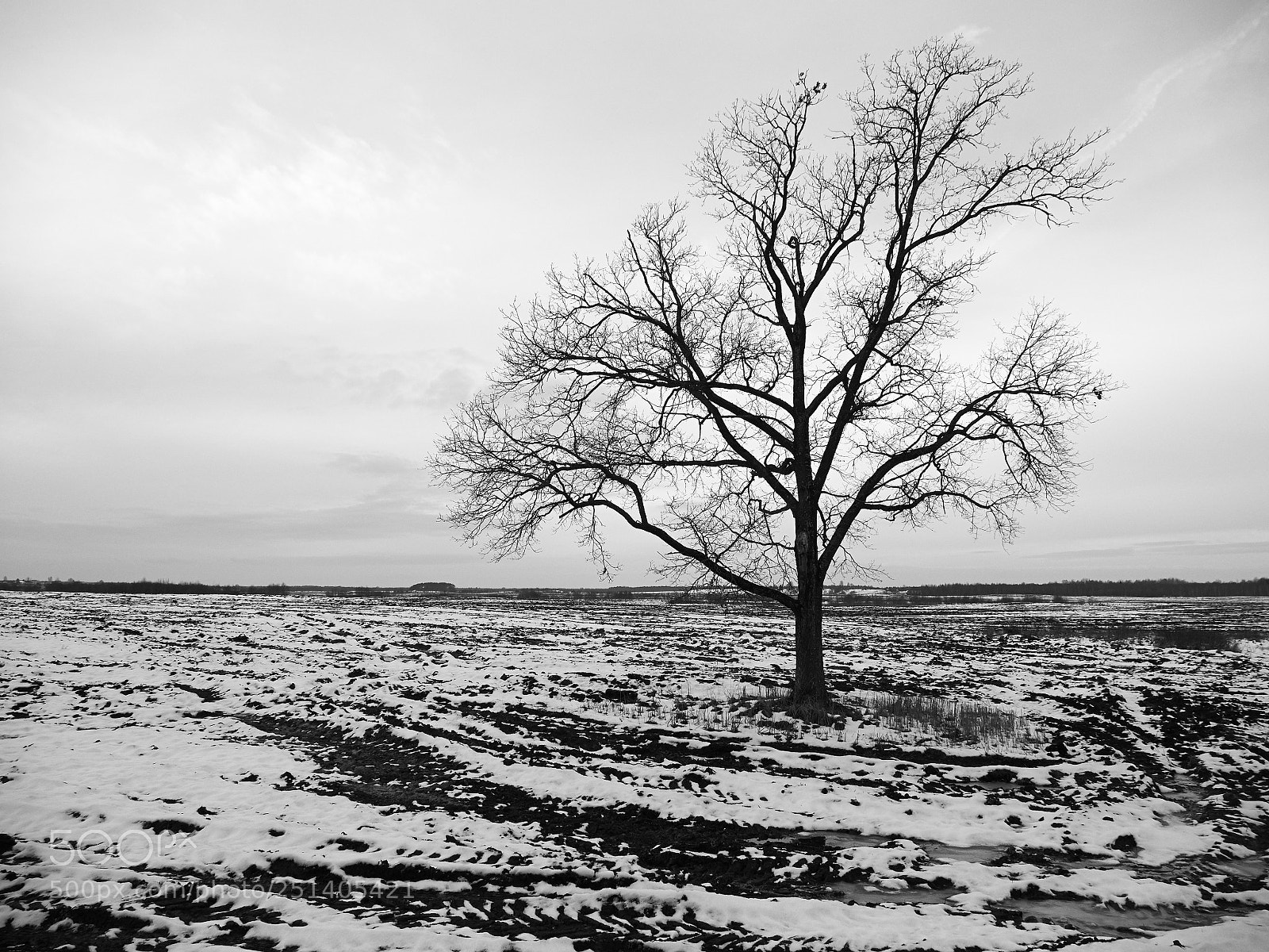Olympus OM-D E-M1 sample photo. Lonely tree photography
