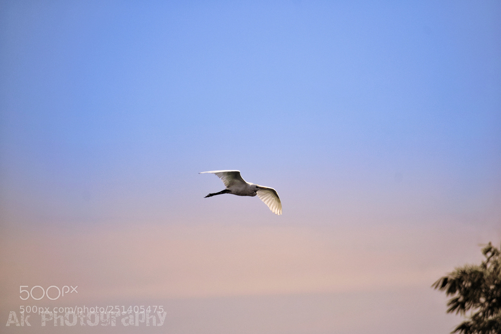 Nikon D3300 sample photo. Fly high photography