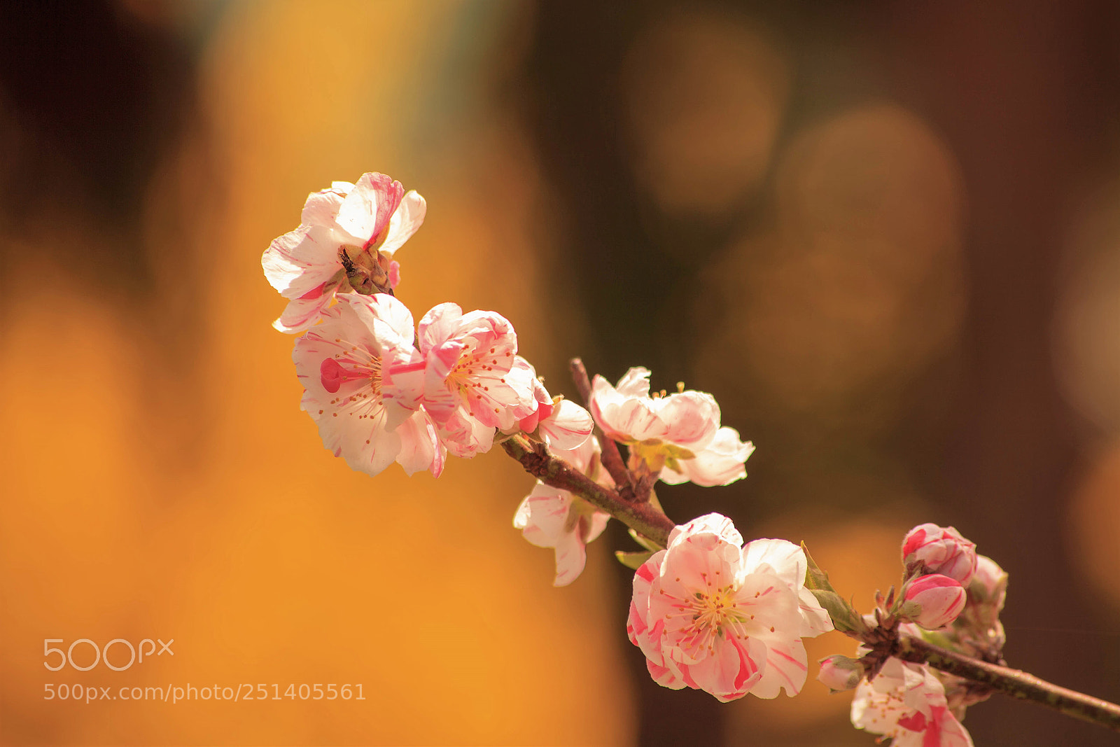 Canon EOS 5D Mark II sample photo. Soft color photography