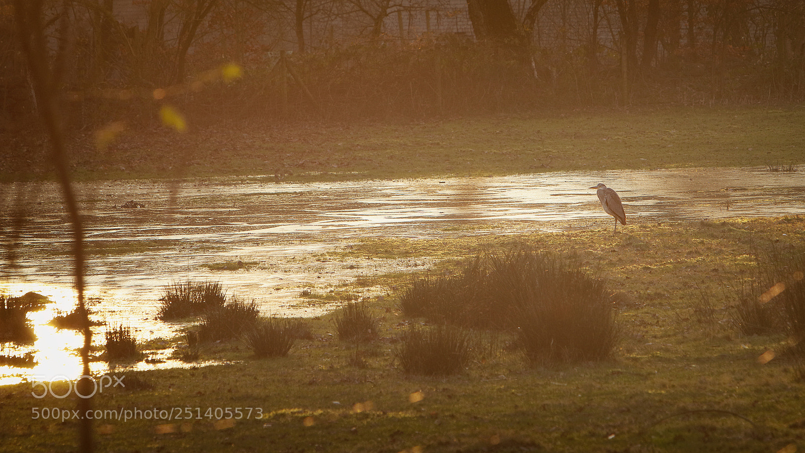 Canon EOS 80D sample photo. Heron by the lake photography