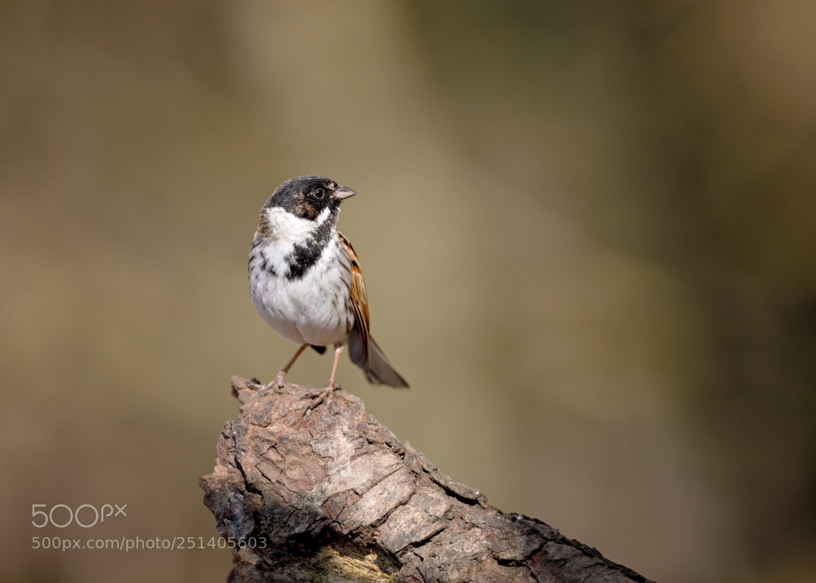 Canon EOS 5D Mark IV sample photo. Reed bunting photography