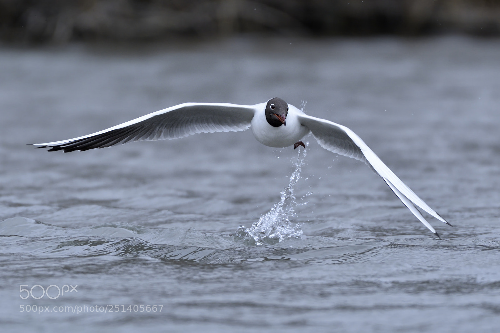 Nikon AF-S Nikkor 200-500mm F5.6E ED VR sample photo. Seagull photography