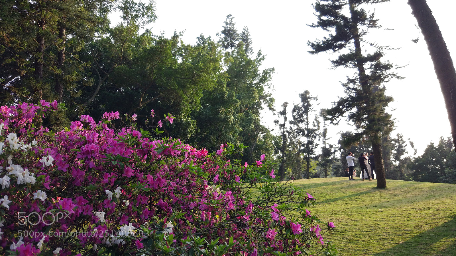 Xiaomi MI 5 sample photo. Untitled photography