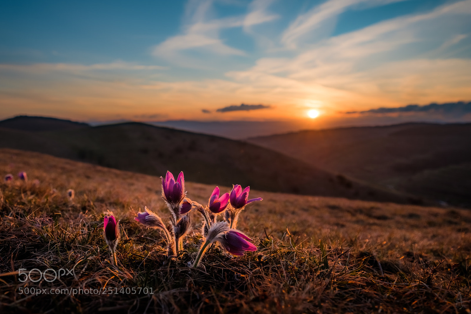 Fujifilm X-T2 sample photo. Pasqueflower at sunset photography
