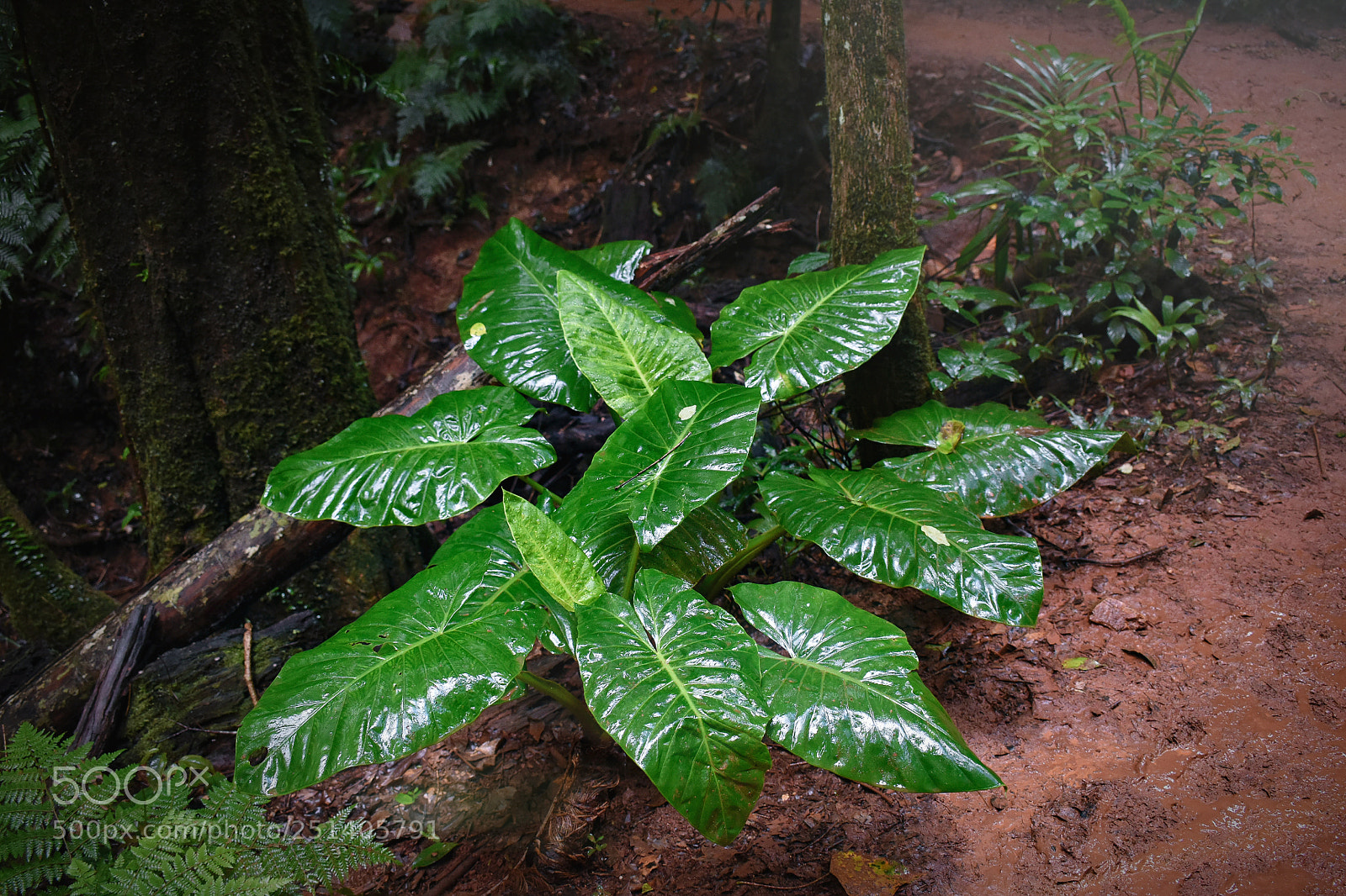 Nikon D5500 sample photo. Green leaves, red dirt photography