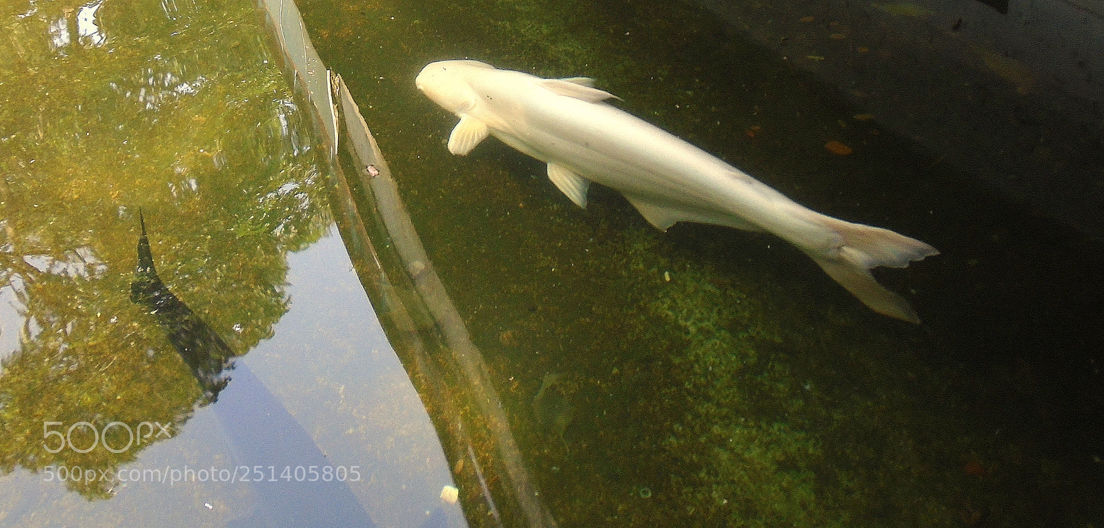 Sony Cyber-shot DSC-W800 sample photo. Fish photography
