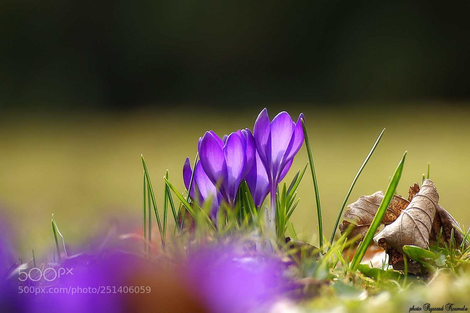 Sony Alpha DSLR-A300 sample photo. Crocuses time photography