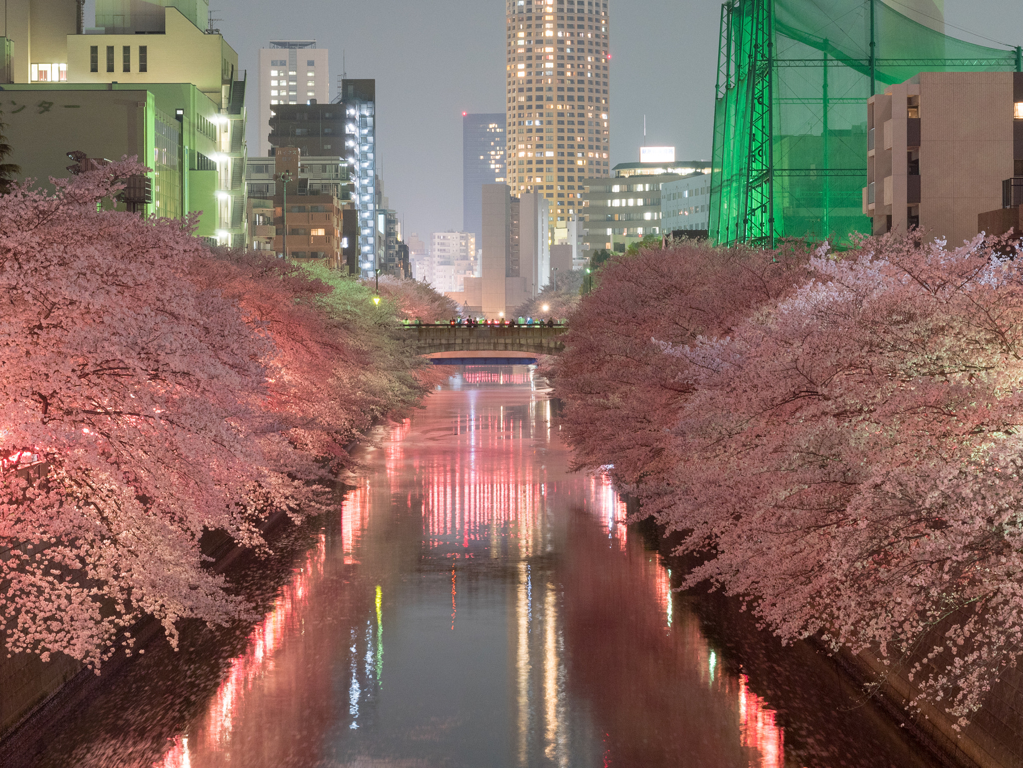 Panasonic Lumix DMC-GX85 (Lumix DMC-GX80 / Lumix DMC-GX7 Mark II) sample photo. Sakura photography