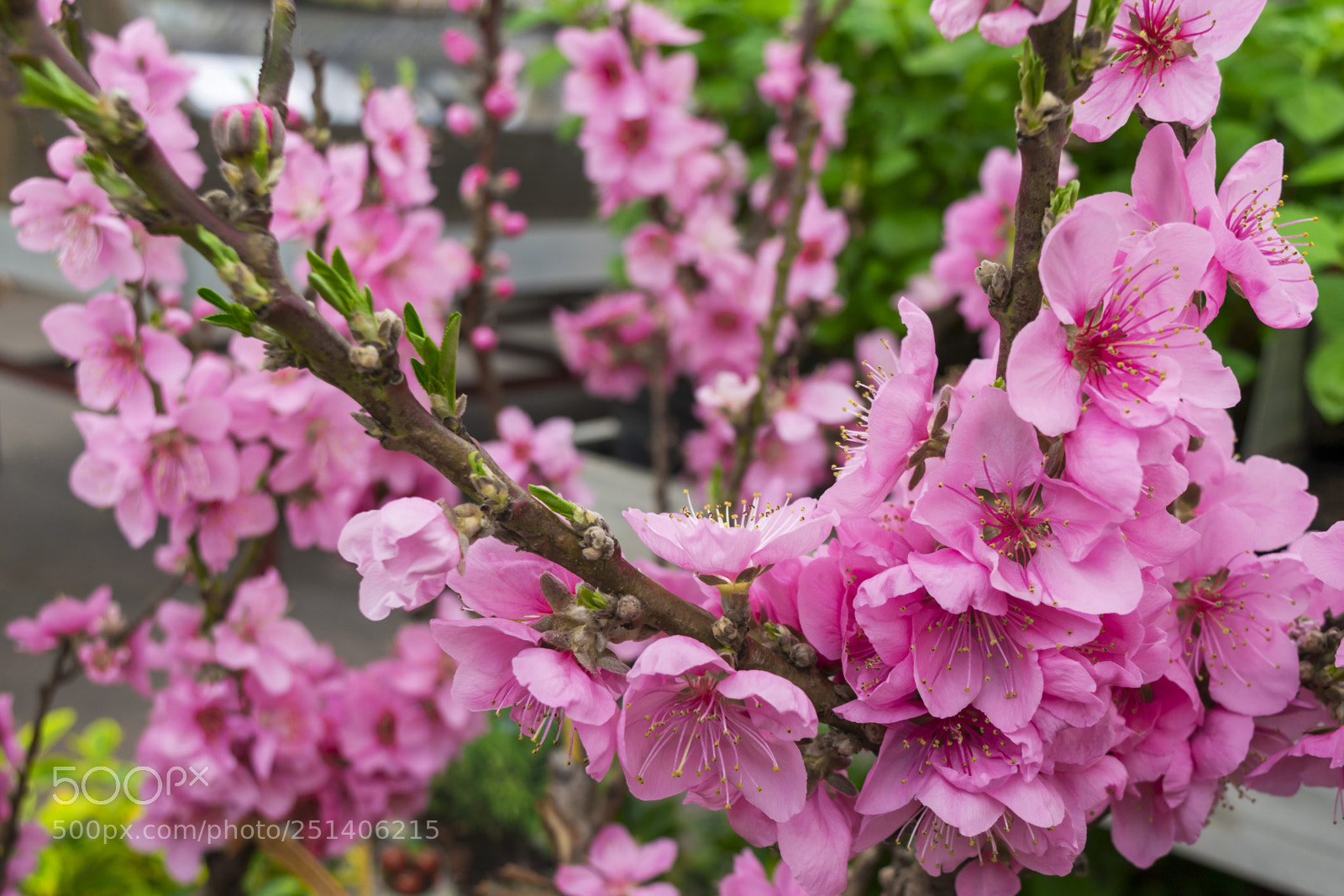 Nikon D3300 sample photo. Pink sakura blossom in photography