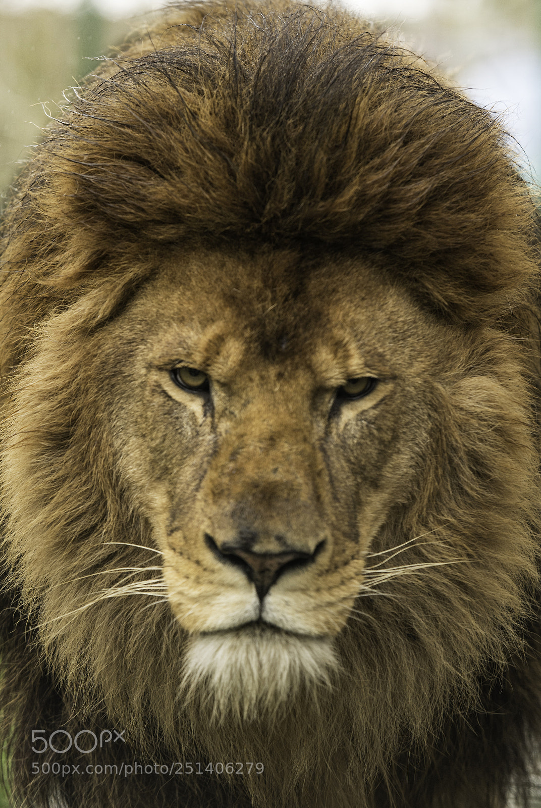 Nikon D5 sample photo. Lion series photography