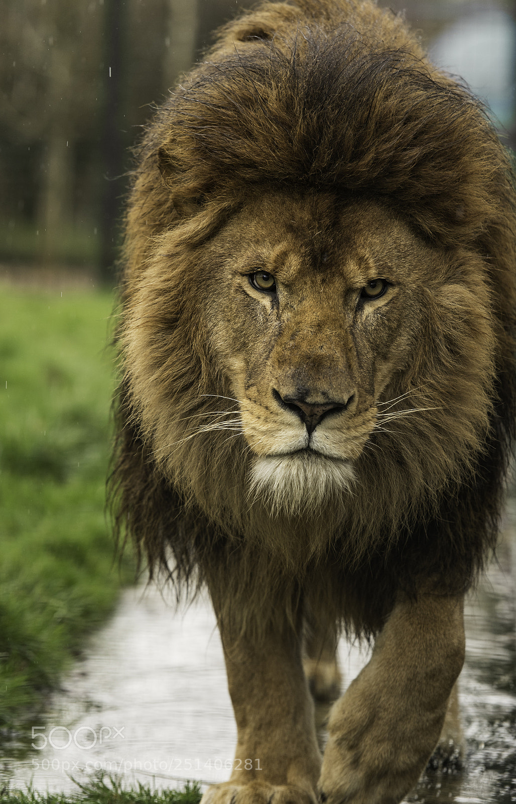 Nikon D5 sample photo. Lion series photography
