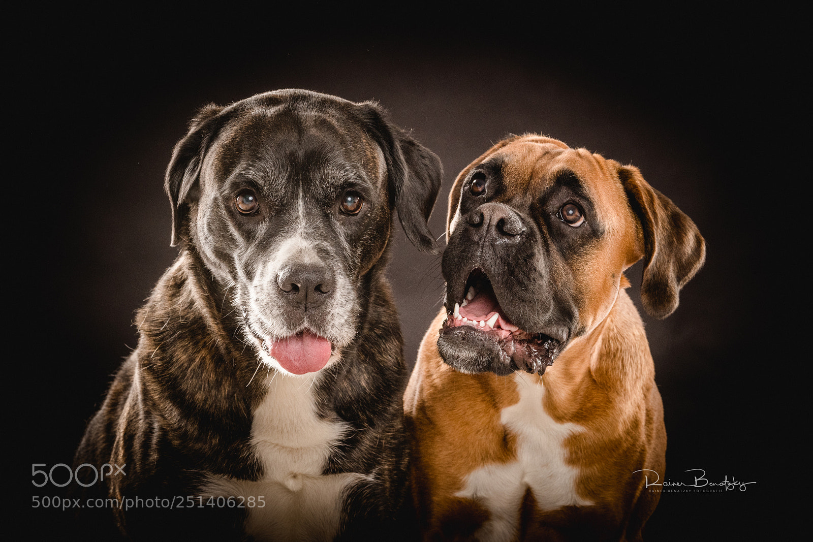 Nikon D850 sample photo. Ziemlich beste freunde photography