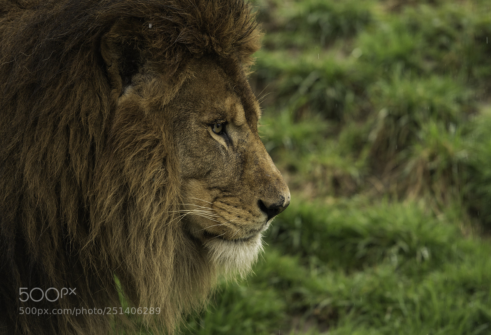 Nikon D5 sample photo. Lion series photography