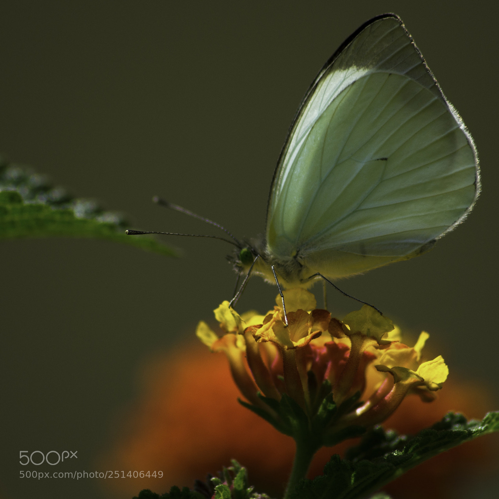 Nikon D5100 sample photo. White butterfly photography