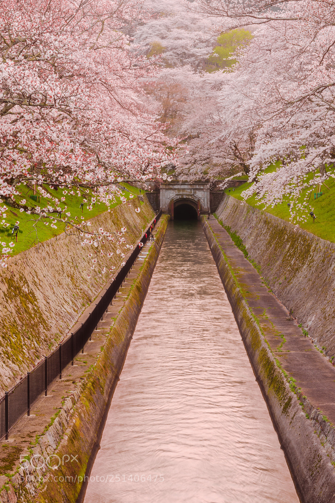 Nikon D7200 sample photo. Cherry blossoms of lake photography