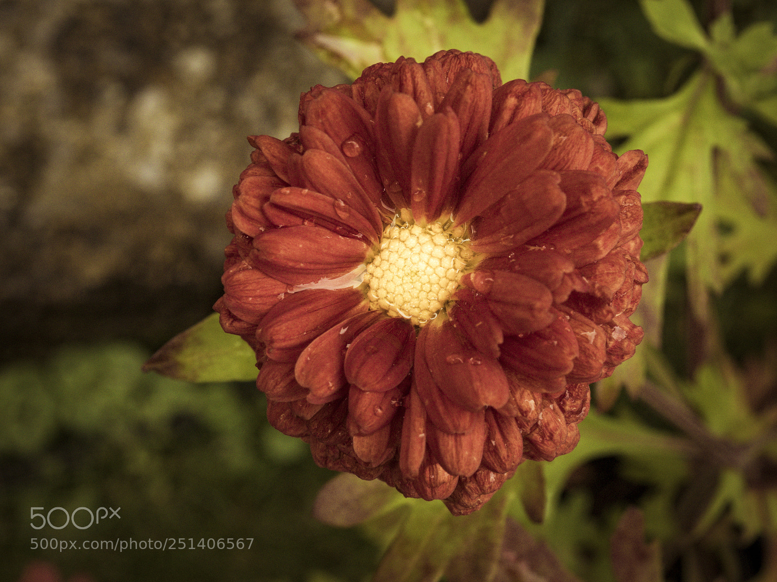 Olympus OM-D E-M1 sample photo. Beautiful flower photography