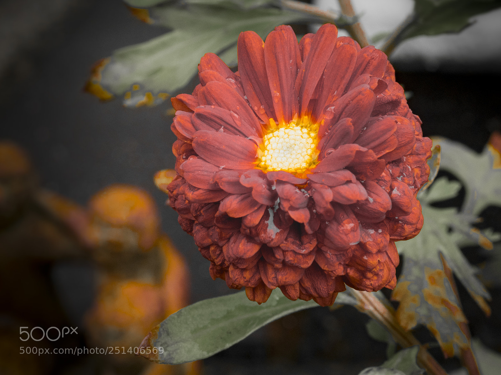 Olympus OM-D E-M1 sample photo. Beautiful flower photography