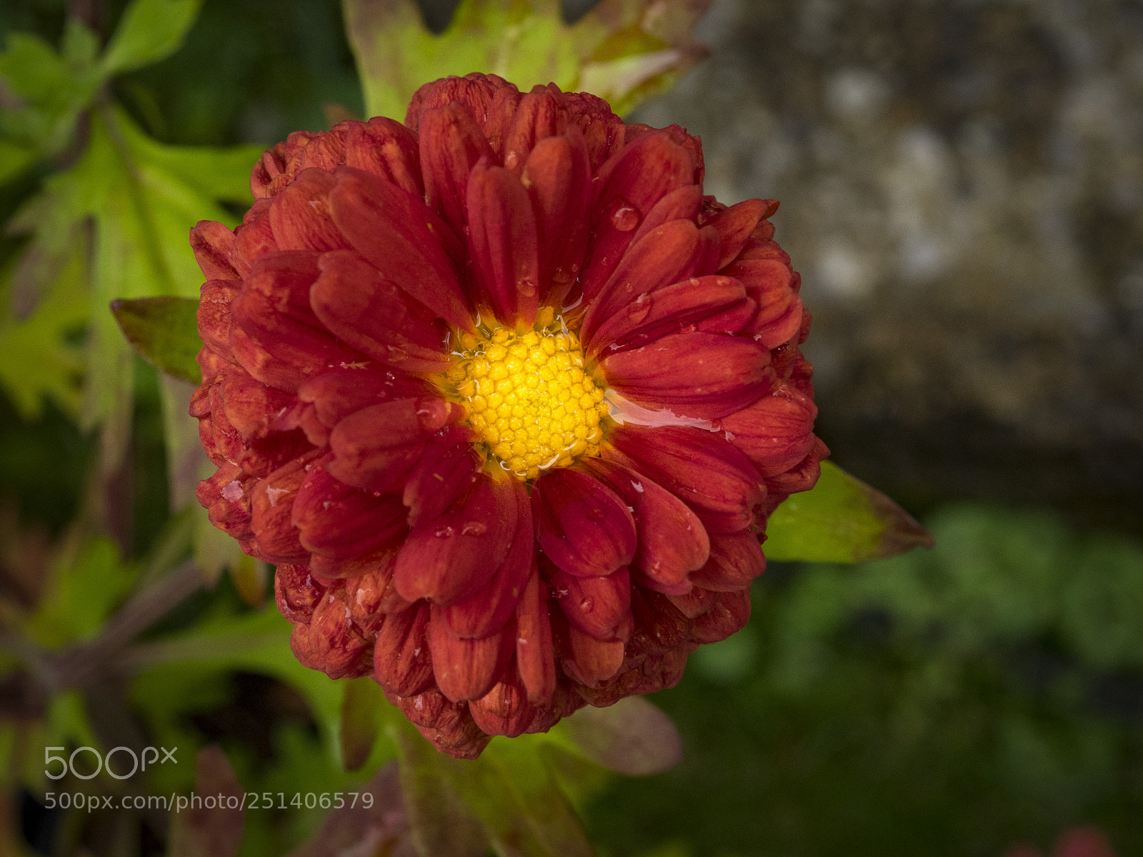 Olympus OM-D E-M1 sample photo. Beautiful flower photography