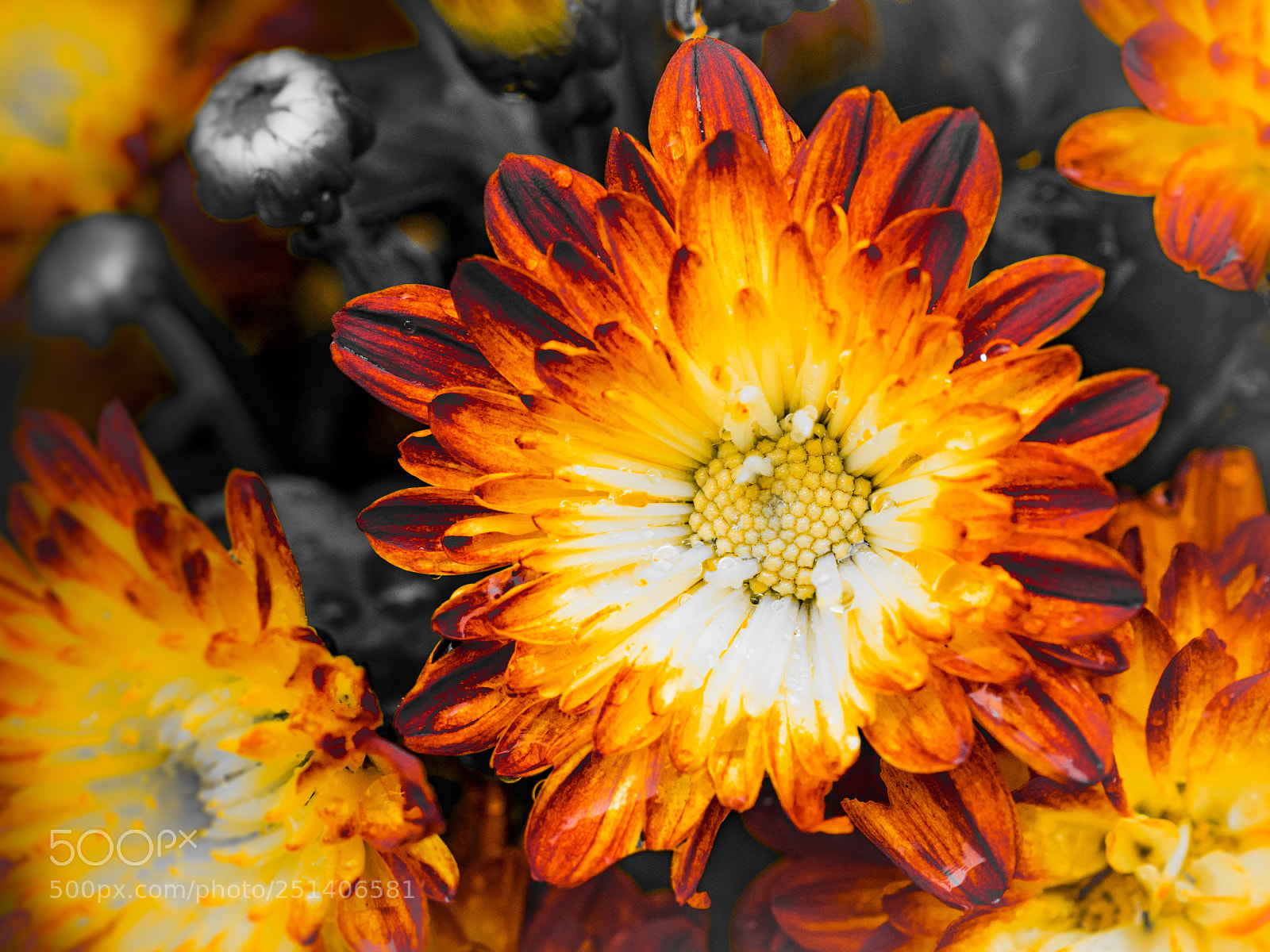 Olympus OM-D E-M1 sample photo. Beautiful flower photography